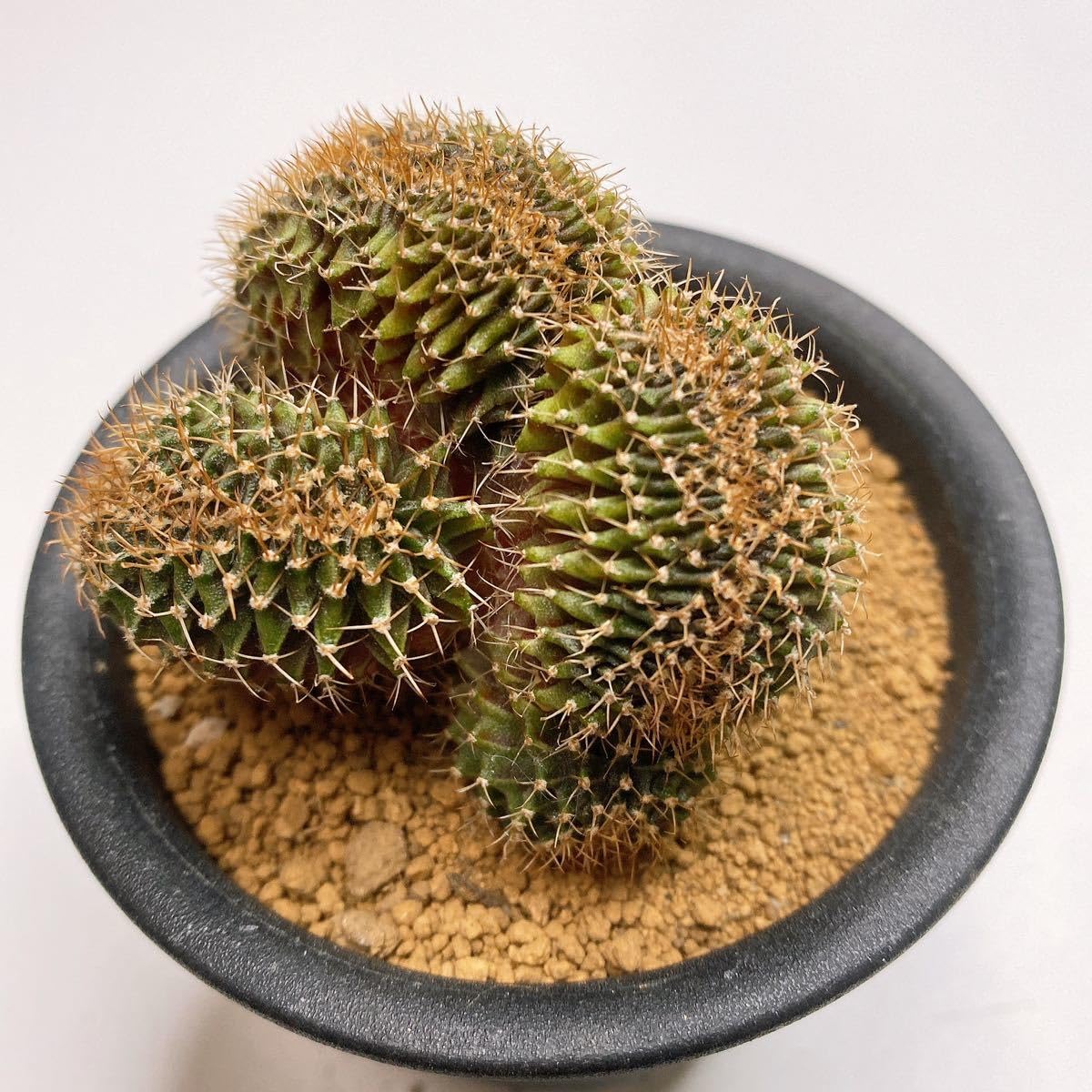 Amazon.co.jp: LB2178綴化！ビッグサイズ！多肉植物 サボテン